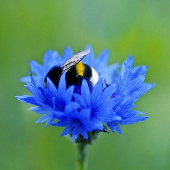 nastachka88's tweet photo. Busy bumblebee
#belikeabee https://t.co/LZGmxhcpfh