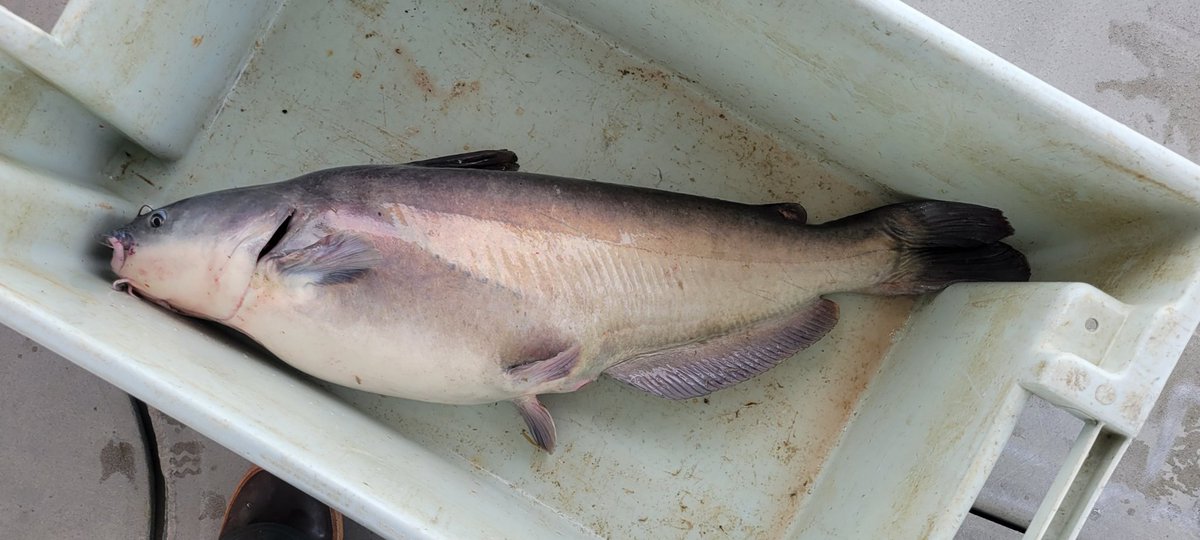 SERC Fisheries Conservation Lab tweet media