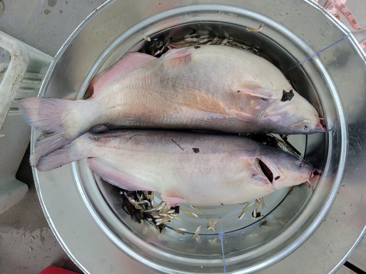 SERC Fisheries Conservation Lab tweet media