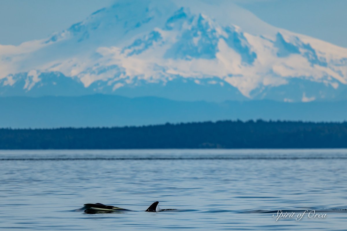 ThePWWA's tweet photo. A Bigg's killer whale breaks the surface in front of a still-very-snowy Mt. Baker. 💙
Photo: Captain Ken Rea, @SpiritofOrca
#spiritoforca #salishsea #springwhalewatching #biggskillerwhales #biggsorcas #killerwhales #orcas #mtbaker #pwwa #wearepwwa https://t.co/H8FSeLw0hk