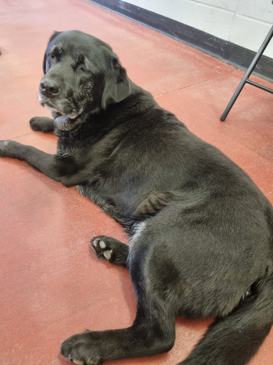 PSOGRASSINGTON's tweet photo. Coffee morning @GRA_NYFRS with @GillsTopCH
Joined by a lovely labrador today ๐๐ and my line manager! Much prefred the dogs company ...sorry Adam๐คฃ
#Nationalteaday ๐ซโ๏ธ
#communitycoffeemorning https://t.co/A2agjcNCQh