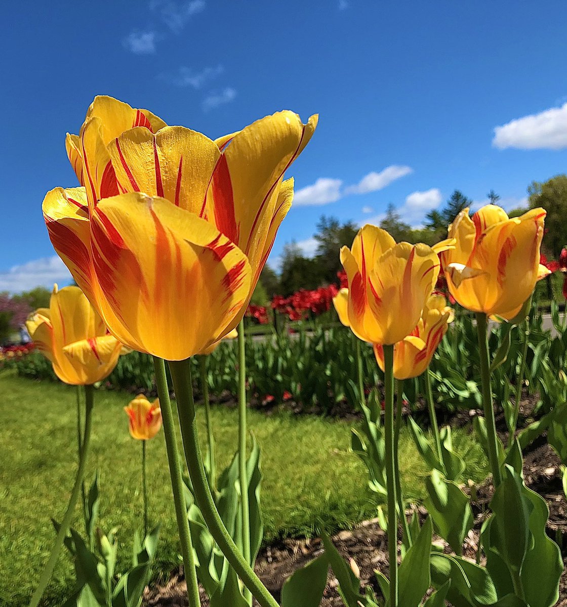 lynnsferrazza1's tweet image. #AprilTextureChallenge #April21TulipChallenge From the archives @ElizabethParkCT @bbrendatweets @petermarteka