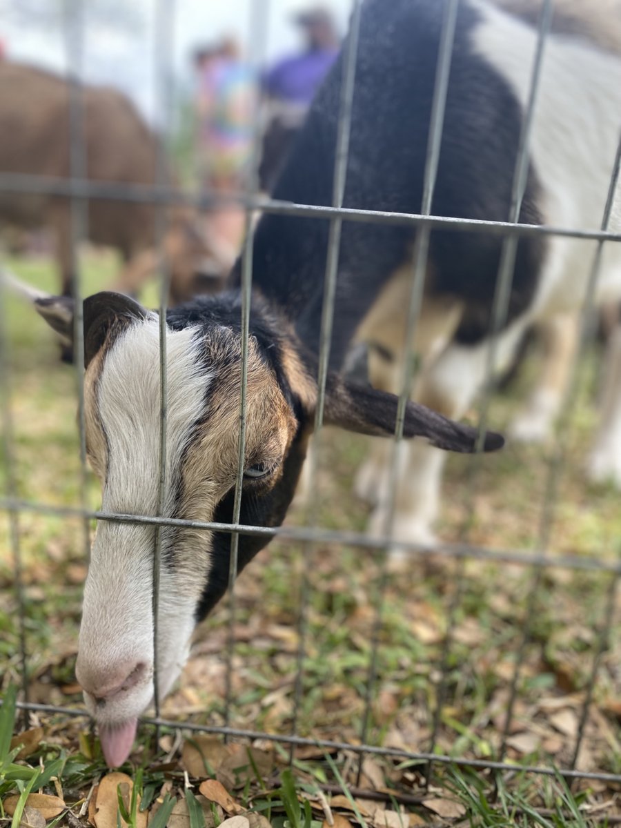 UMHBMyWay's tweet photo. Play Day is full of fun at UMHB. Petting zoos, plant potting, train rides and more give students a well-deserved break just before finals start! Love being a part of a campus community that invests in its students! https://t.co/LStR4YH788