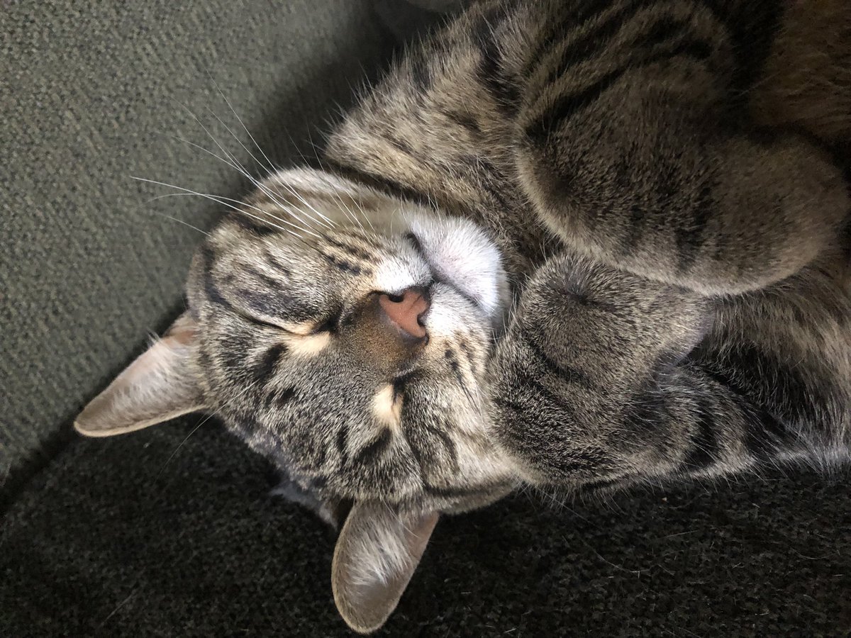 shanermurph's tweet photo. #KittyUpdate
Rebel is sleepy.
Me too. https://t.co/y3fcplZT3n