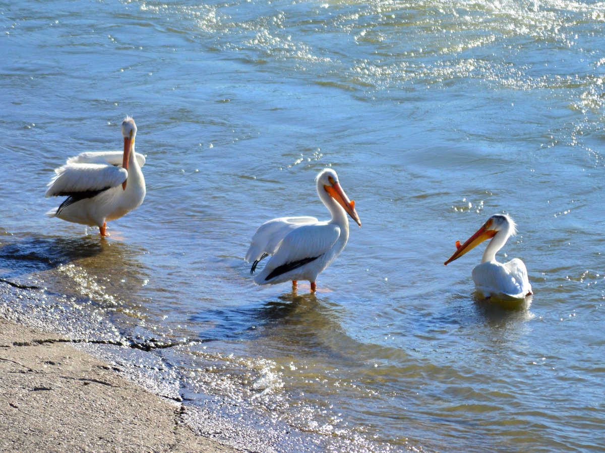 The Pelicans Have Arrived!! 
They were spotted today, April 21st at 11:49 a.m. by our official spotters, <a href="/SaskatoonNature/">SaskatoonNatureSoc</a>  
We are so excited these guys are back!