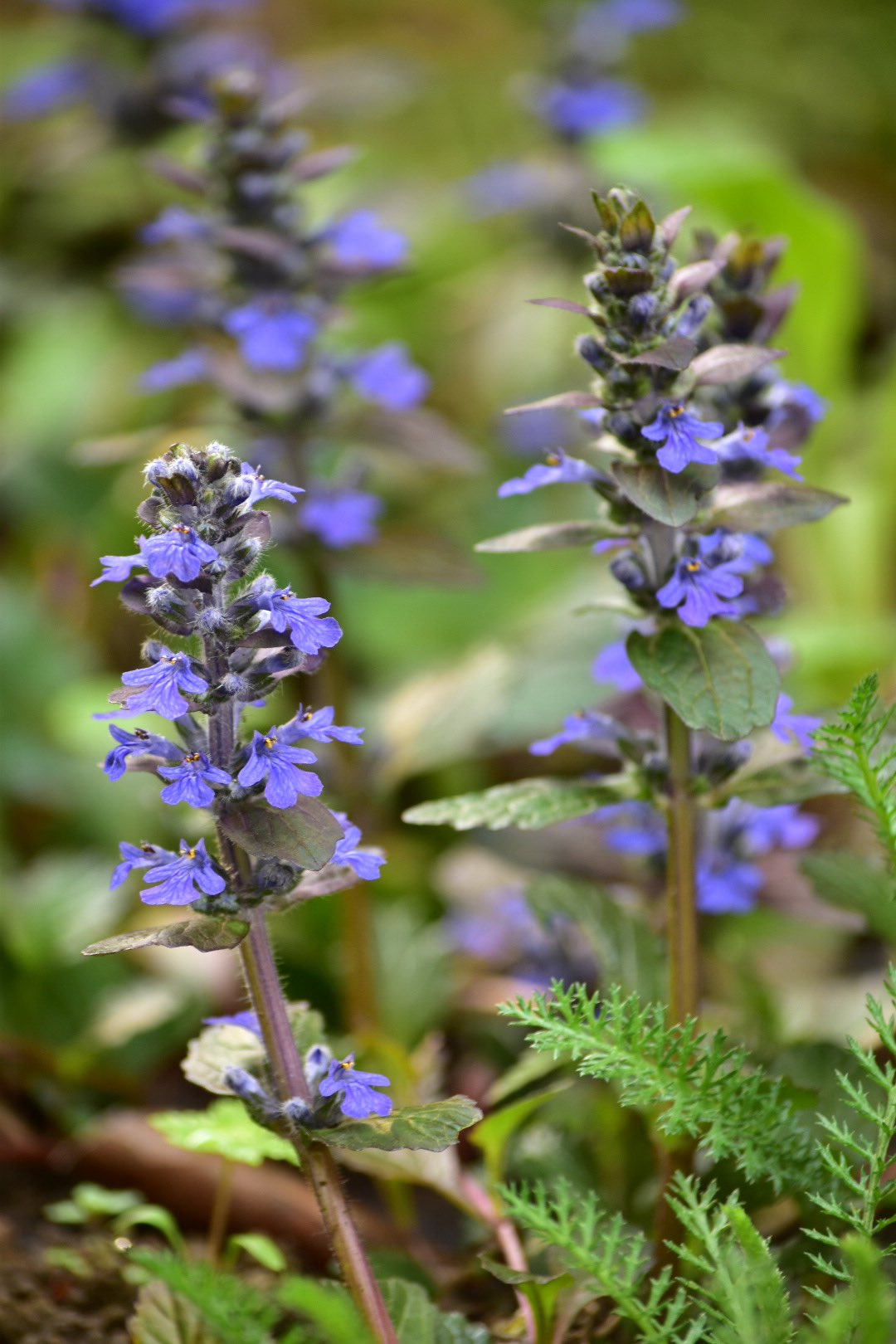 Hinarinrin17 おはようございます どんより なので 我が家の十二単衣ーーー 亡き伯母の庭から移植したものです 十二単衣 じゅうにひとえ Tlを花でいっぱいにしよう Tlを花で一杯にしよう T Co Oj15bj1rsj Twitter