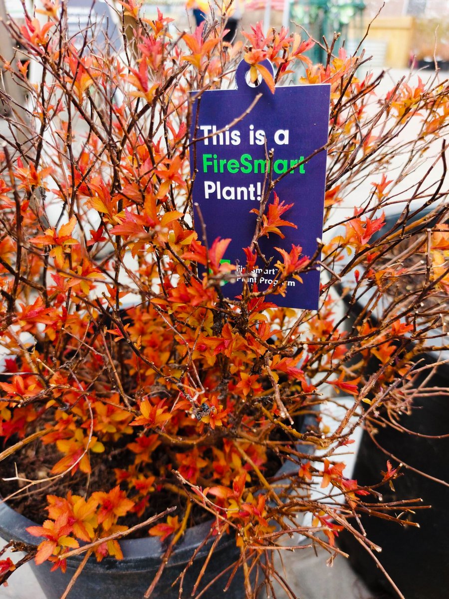 BCFireSmart's tweet photo. Our newly launched FireSmart Plant Program has been adopted by over 30 Garden Centres across the province! These photos feature the Penticton Home Hardware Building Centre, Quality Garden & Pet in Gibsons, and @LyonsKamloops.
#FireSmartPlantProgram https://t.co/y6QitjwSC4