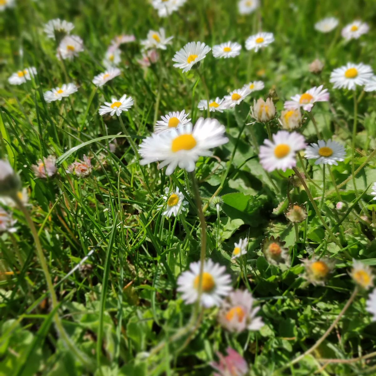 dan céline tweet media