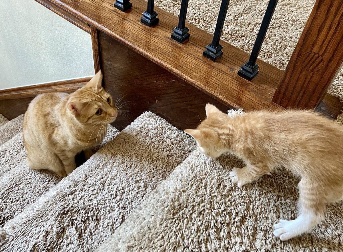 Foster_Fluff's tweet image. Hi, I’m Hank 🧡#kittens #CatsOfTwitter
