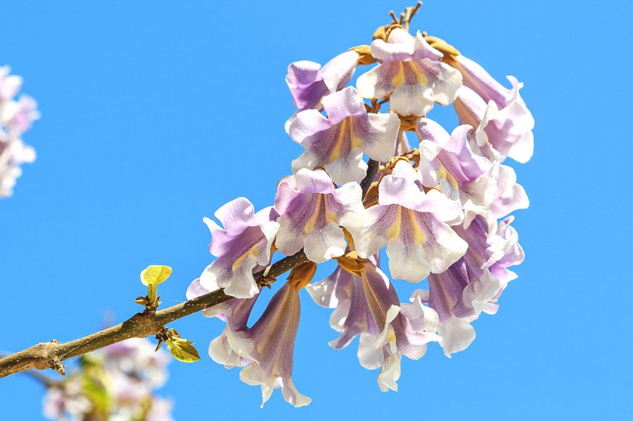 World Tree tweet media