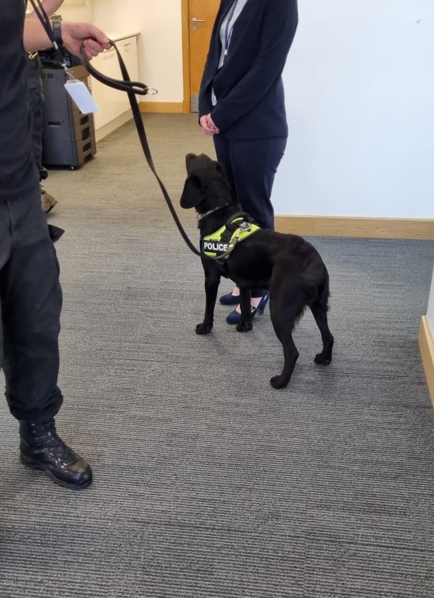 KentGirlMusings's tweet photo. Best day at work ever! Our team got to help with training for drugs dogs. Amazing to see the work that goes into it & to watch the dogs improve even in just a few hours. I was one of the "druggies"! #kentpolice #policedogs #drugsdogs #labrador #springador #vizsla #thinblueline https://t.co/StRde4CQDJ