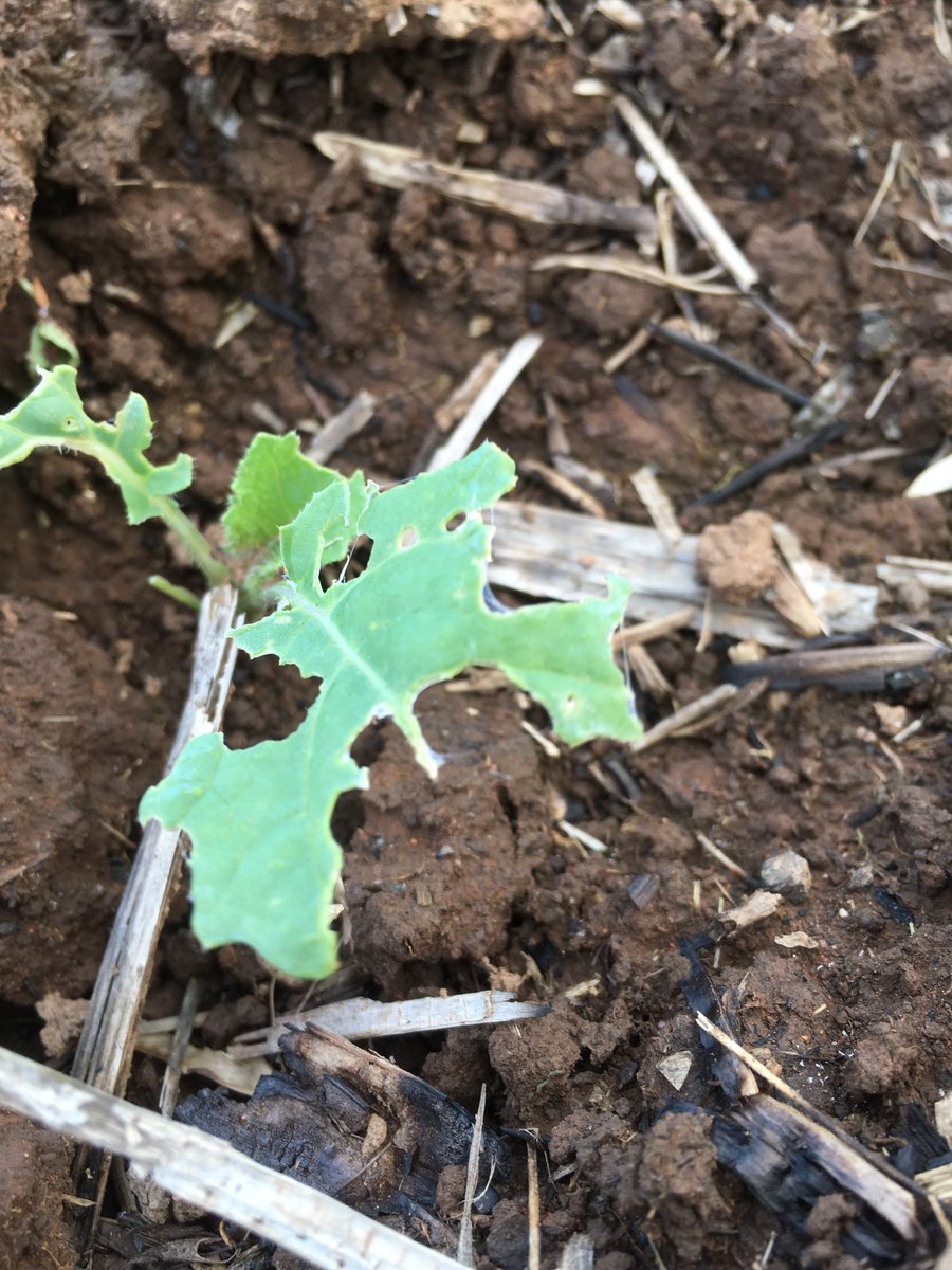 James Challis tweet media