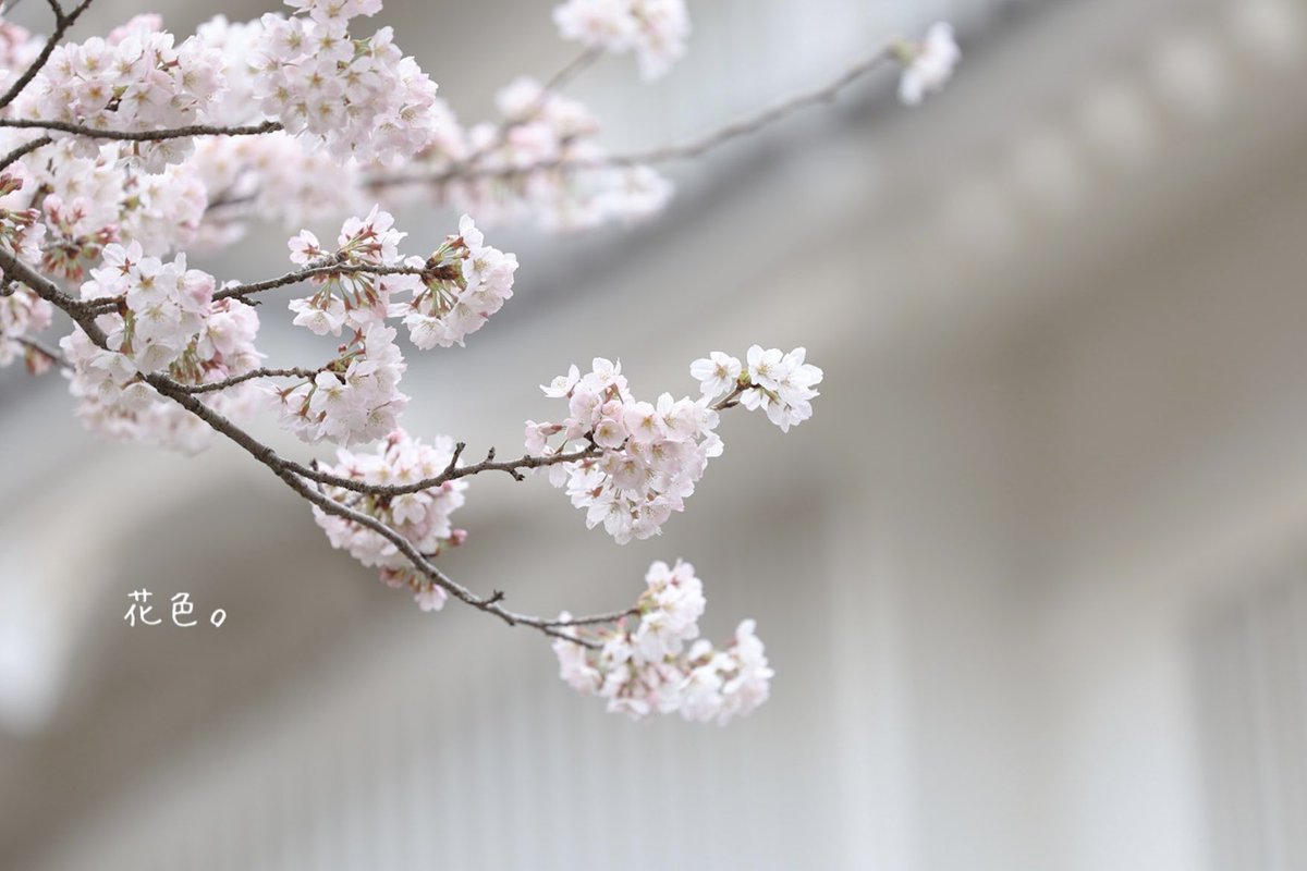 ꕤ*.ﾟ

桜が好き

#キリトリセカイ
#ファインダー越しの私の世界 
#桜
