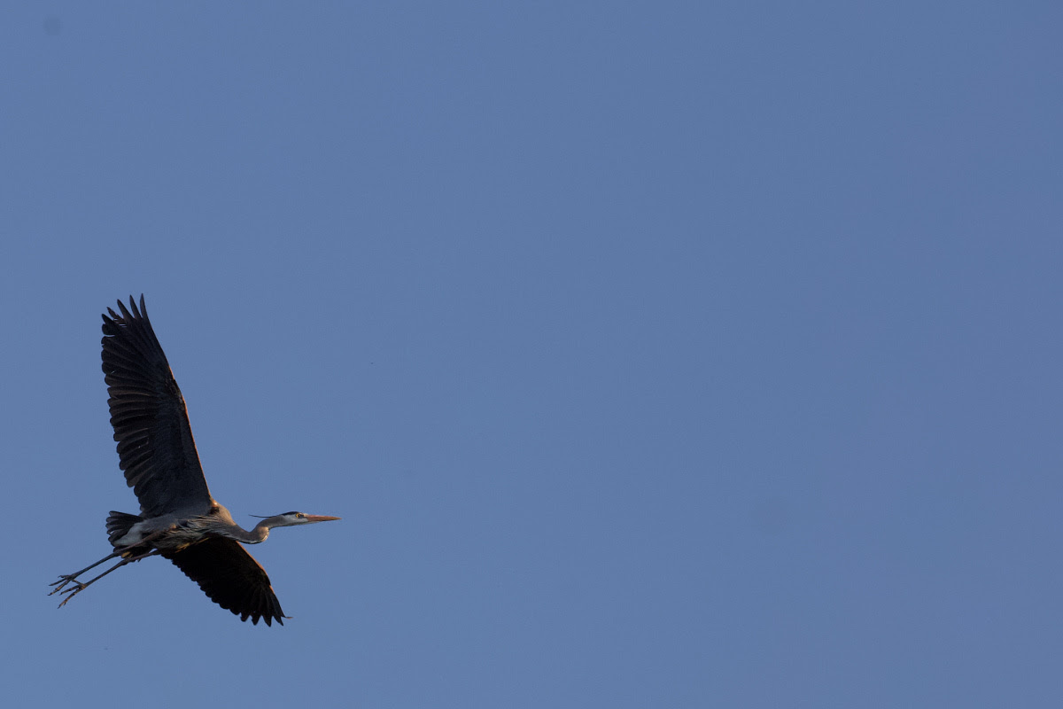 Daily Nutmeg tweet media