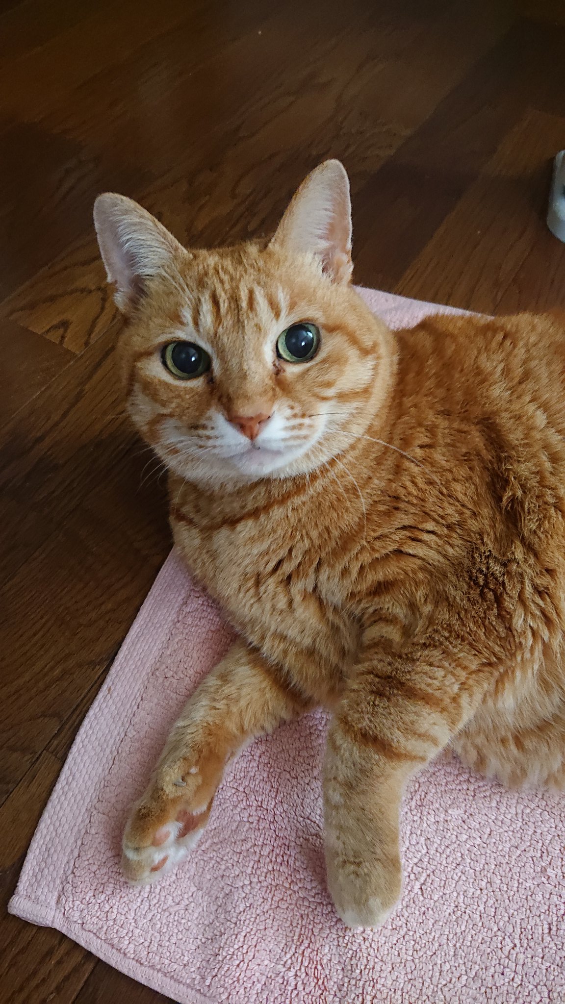 茶トラ猫のななちゃん Kyj8qso9boh58ib Twitter