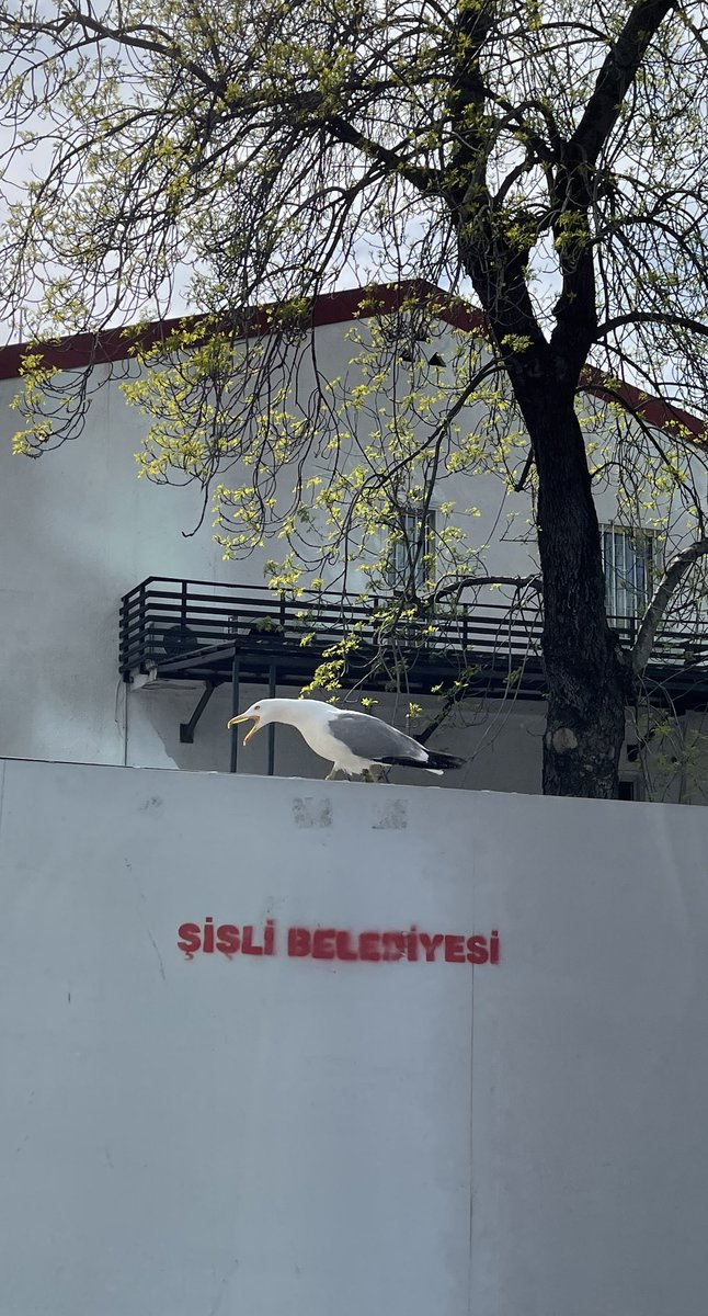 ardayorukk's tweet photo. Canım biz normalde beşiktaşlıyız bu sene zorunlu göçle şişliye yerleştik https://t.co/fjWo9sqmfw