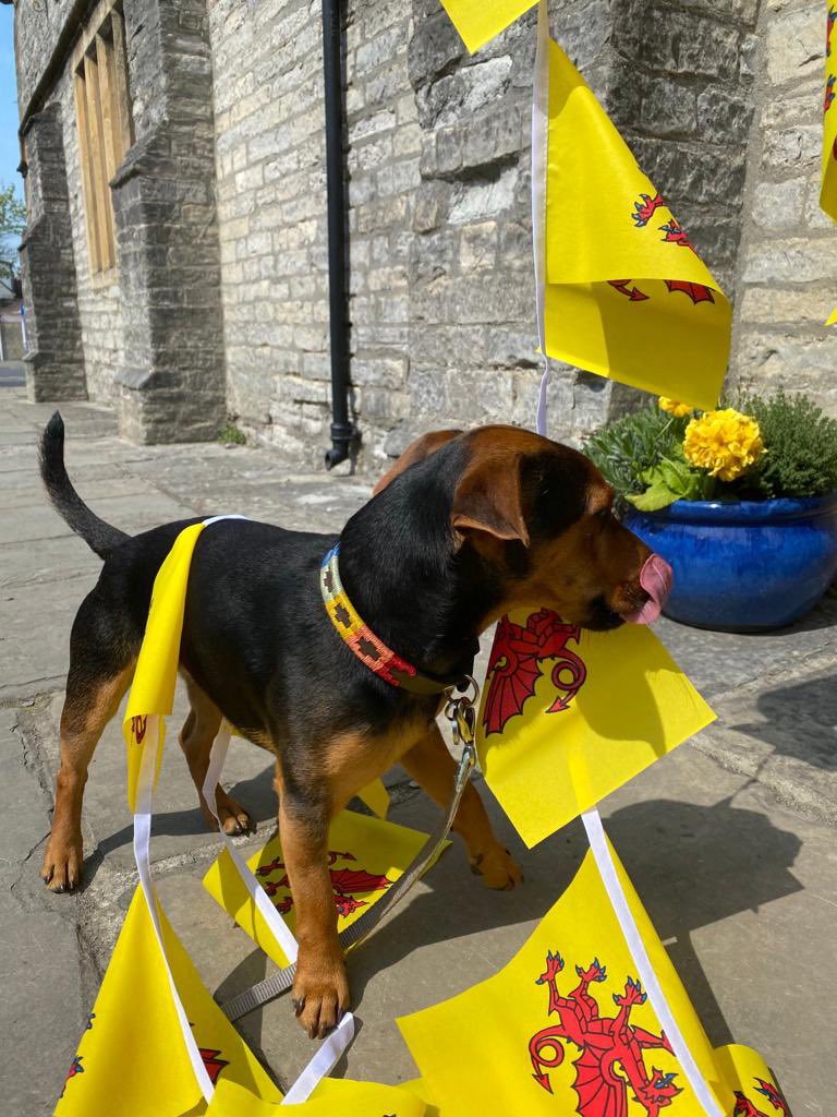 Dylan ‘helping’ decorate the gallery today <a href="/Somerset_Day/">Somerset Day Official</a> is coming #FlyTheFlag