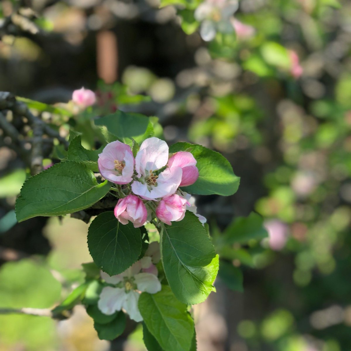 Spotted our namesake on espalier fruit trees in Wythenshawe Park 🌸  #BlossomWatch @parks_great 
<a href="/WythenshaweBees/">Wythenshawe Park Bee Club</a> <a href="/WildWythenshawe/">Wythenshawe Nature Watch 🌍</a> <a href="/InOurNatureMCR/">InOurNatureMCR</a>