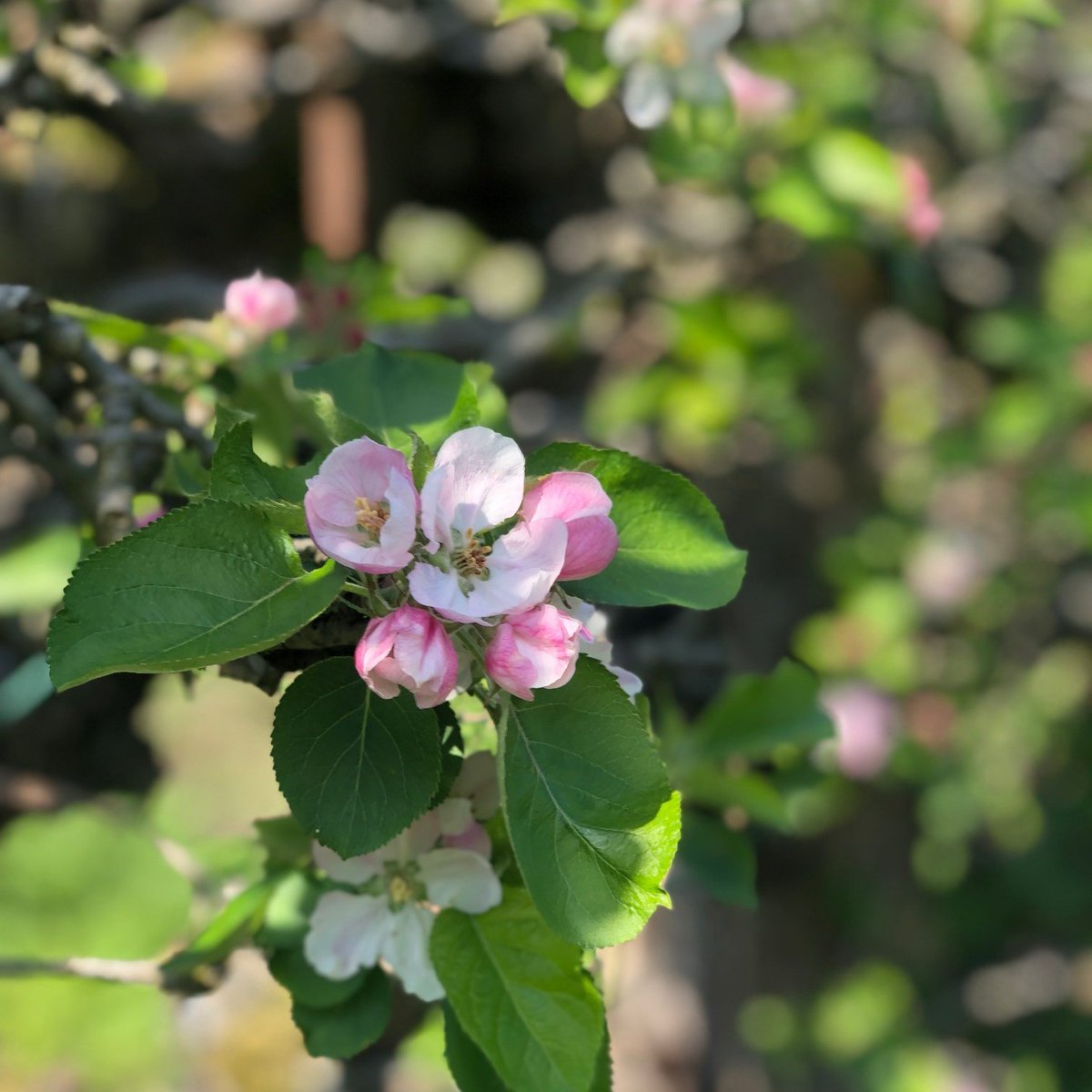 Spotted our namesake on espalier fruit trees in Wythenshawe Park 🌸 #BlossomWatch @parks_great @WythenshaweBees @WildWythenshawe @InOurNatureMCR