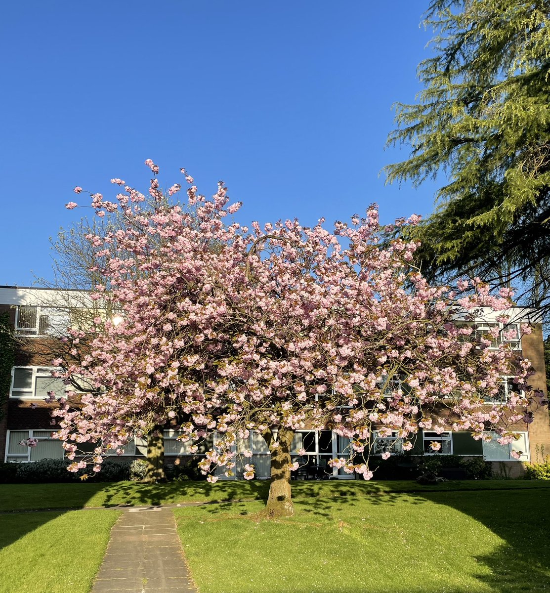 Lucky to have this as my washing up view #BlossomWatch