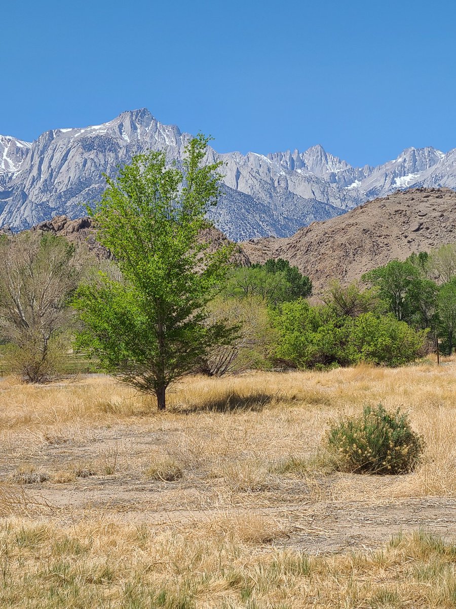 Spring in the Mojave.