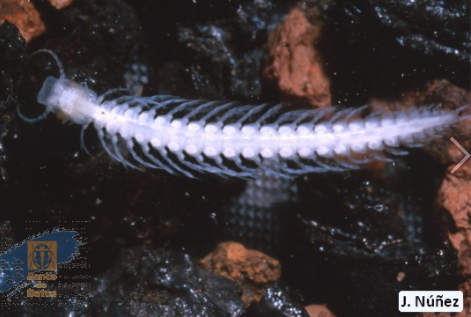 Stygofauna Mundi tweet media