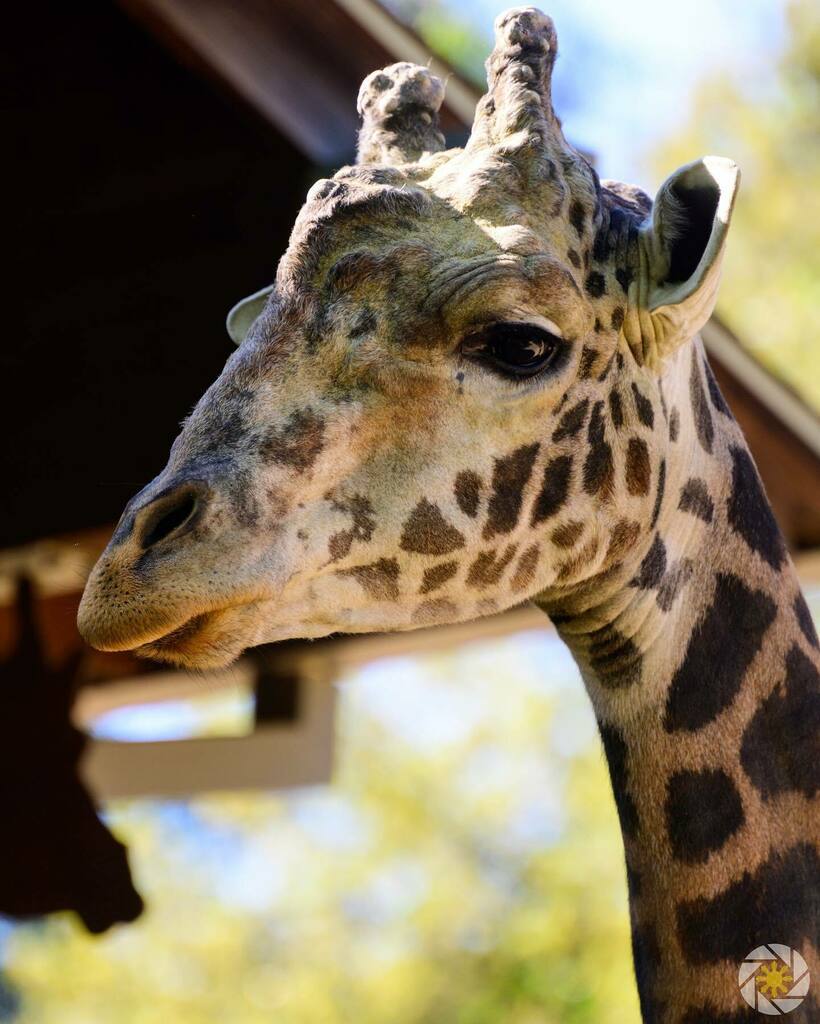 MarvinArcelona's tweet photo. Got up close and personal with the giraffes at the @sacramentozoo
#marvinarcelona #marvinarcelonaphotography #photography #photogs #photographer #nikonnofilter #nikonz7 #zed7 #z7 #z70200mmf28 #zteleconvertertc2 #Zcreators #nikon #nikonusa #sacramento #california #sacrament… https://t.co/apiMmI176P