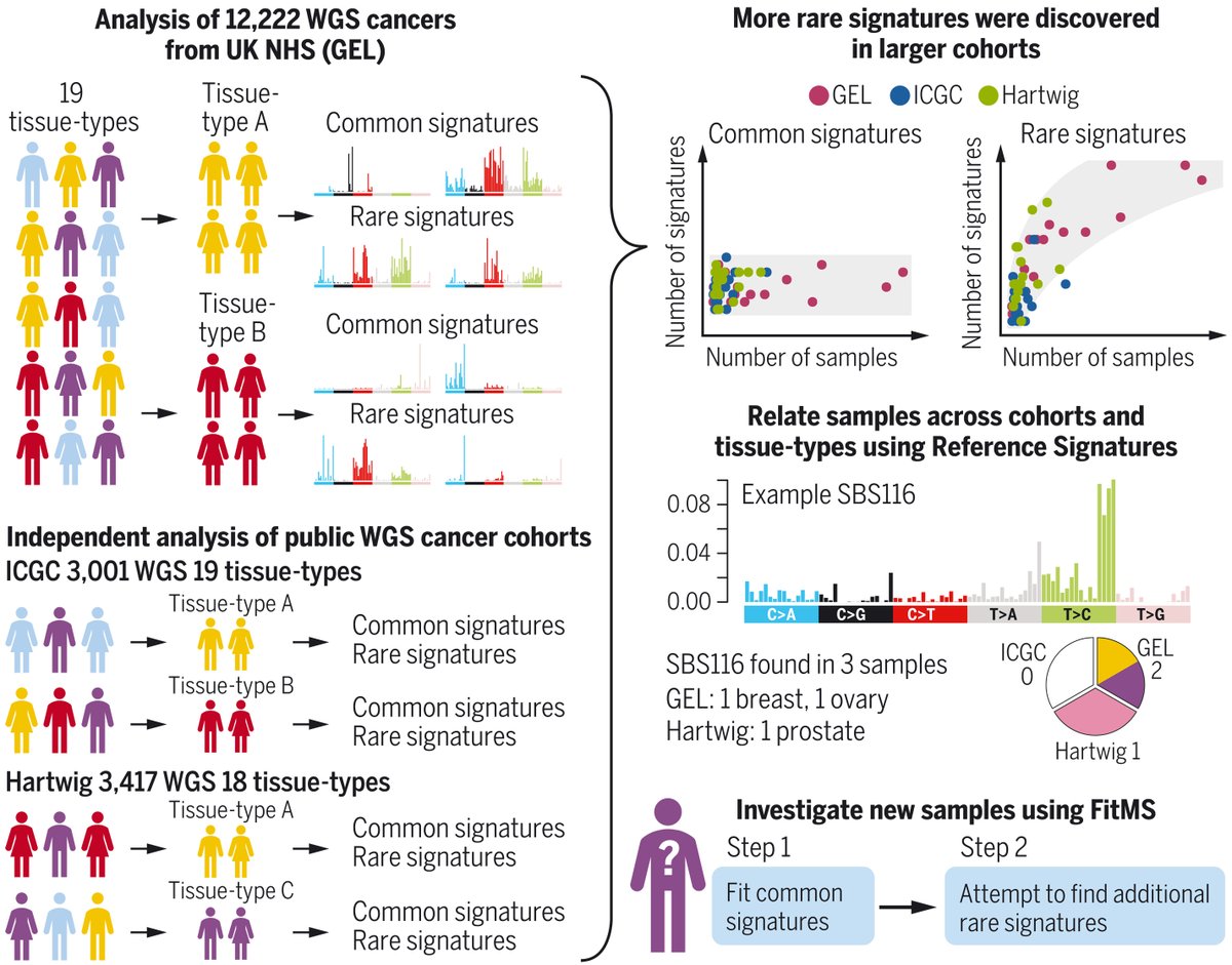 cosmic_sanger's tweet photo. Exciting new paper from @SerenaNikZainal❗️

🧬#MutationalSignature analysis of WGS for 18,640 cancer samples

📊Previously unreported signatures identified. Common  &amp; rare signature concept established. 

💻 Fit MultiStep (FitMS) algorithm developed

👇

https://t.co/3y5wxRwskl https://t.co/qhLWvsMIS8