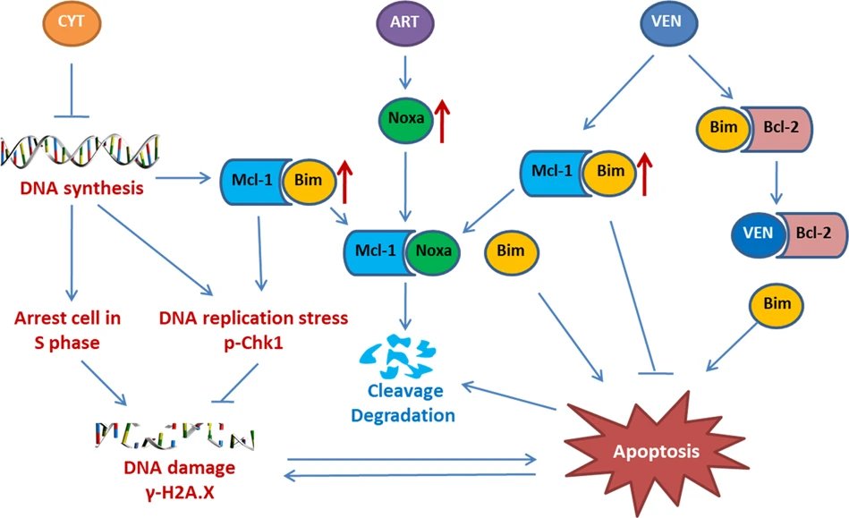 Today in <a href="/cddpress/">CDD press</a>: 👇

Scientists studied the mechanisms of venetoclax plus cytarabine treatment and found that artesunate enhanced their #AML cell targeting effects 🎯 by regulating the Noxa/Bim/Mcl-1/p-Chk1 axis.

Read more: go.nature.com/3Osl5k9