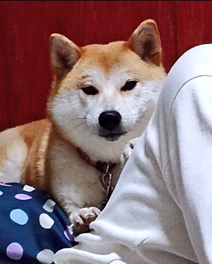 むぎ 夢希 まゆ毛の出現 換毛期だから 謎の眉毛 動画のスクショ ジワる 柴犬 いぬのいる暮らし 犬好きさんと繋がりたい T Co Yghjxz9vwg Twitter