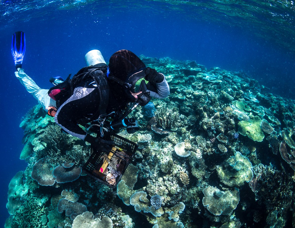qldmuseum's tweet image. How many species of coral are there? Coral Bank is revolutionising our understanding of coral diversity to help inform conservation efforts on the #GreatBarrierReef. 

Supported by @bhp #ProjectDIGQM

📷 @TomBridge07 collecting specimens on John Brewer Reef. Credit Matt Curnock