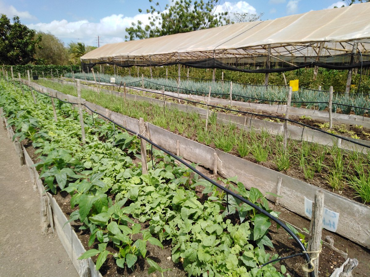 ETurruellas's tweet image. Visitamos la comunidad seleccionada para concretar el #AutoabastecimientoAlimentario #Mapos del municipio #LaSierpe. Avanza la producción sostenible de alimentos @MINAGCuba @YdaelB @MMarreroCruz @JorgeLuisTapiaF