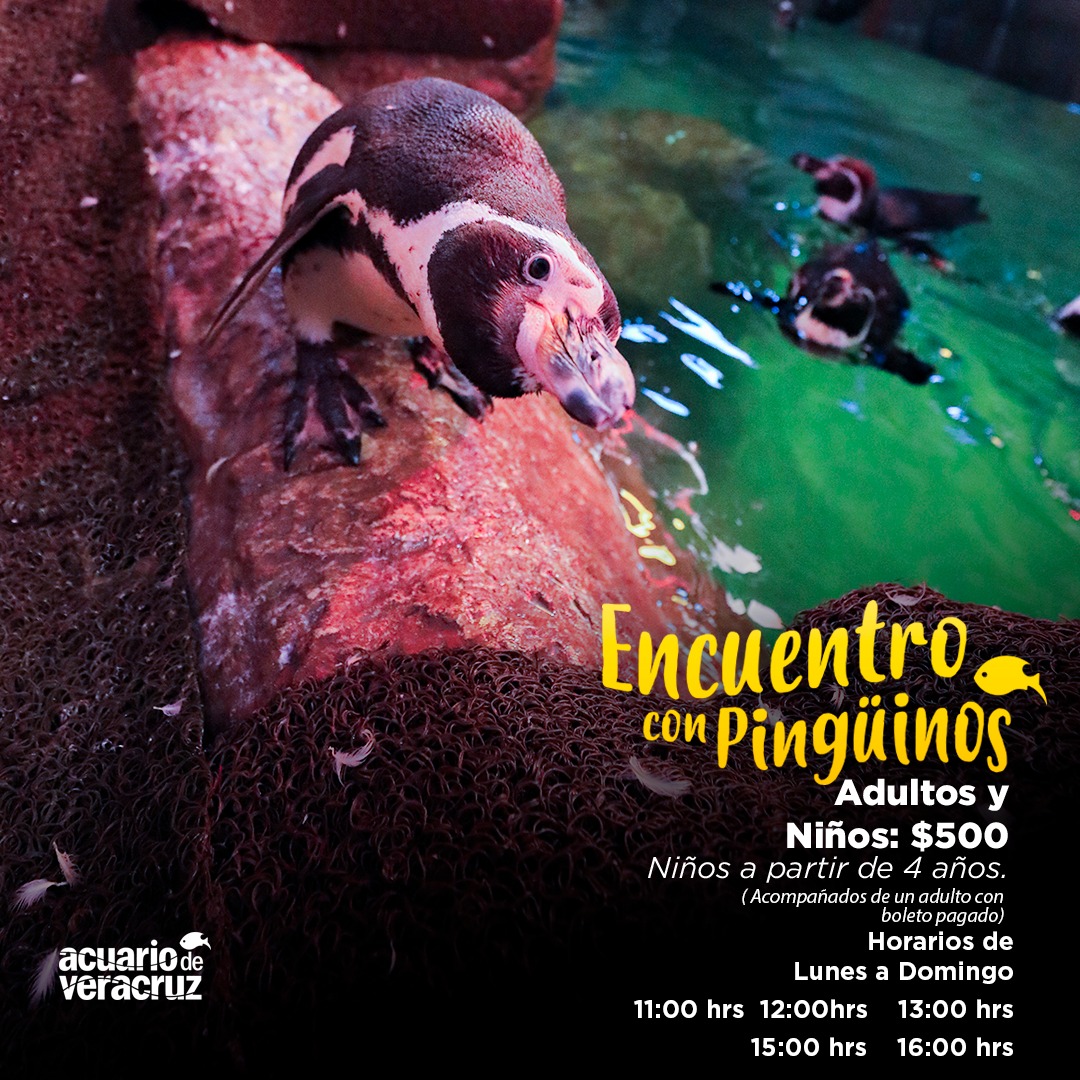 ¡Realiza el Encuentro con Pingüinos! 
Míralos de cerca y convive con ellos en esta maravillosa experiencia educativa.
