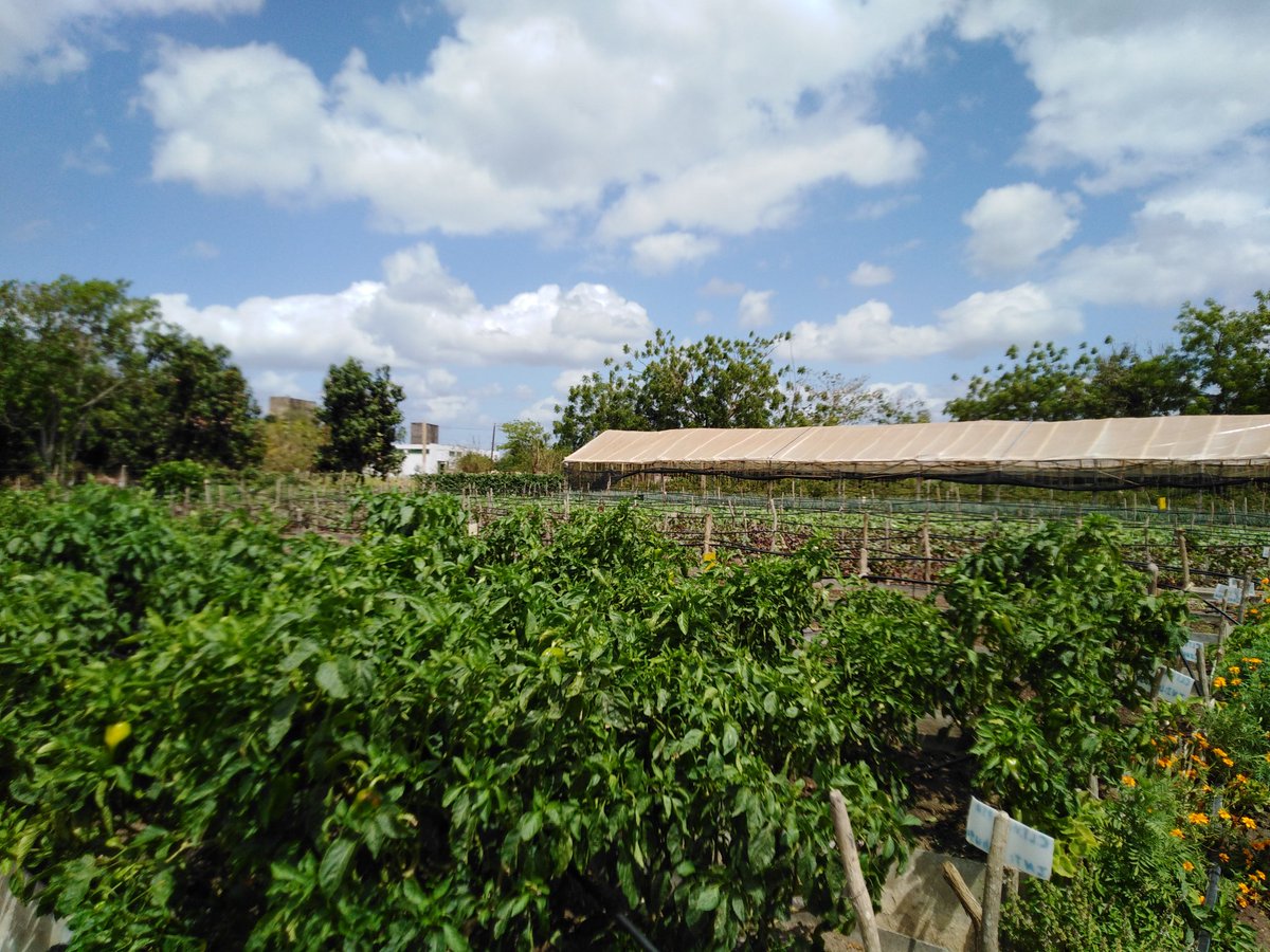 ETurruellas's tweet image. Visitamos la comunidad seleccionada para concretar el #AutoabastecimientoAlimentario #Mapos del municipio #LaSierpe. Avanza la producción sostenible de alimentos @MINAGCuba @YdaelB @MMarreroCruz @JorgeLuisTapiaF