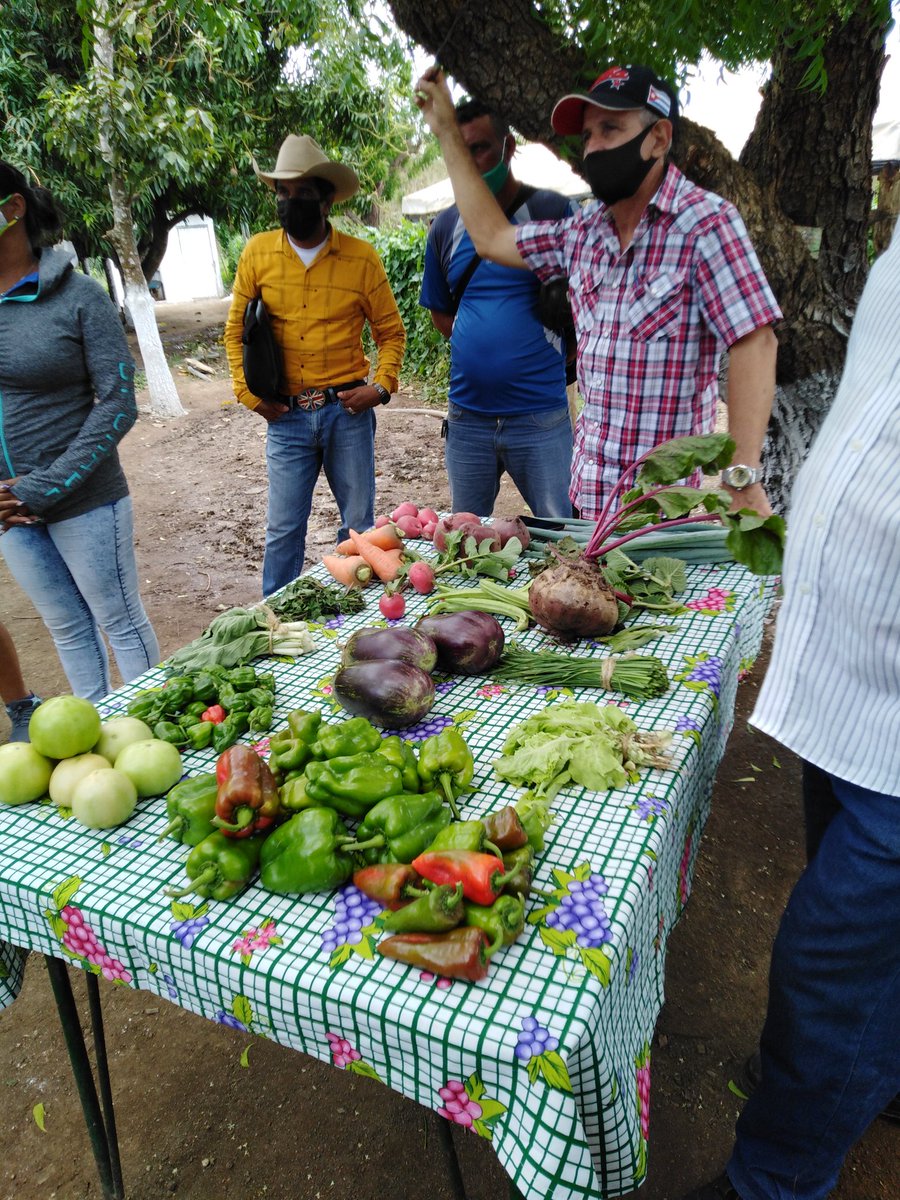 ETurruellas's tweet image. Visitamos la comunidad seleccionada para concretar el #AutoabastecimientoAlimentario #Mapos del municipio #LaSierpe. Avanza la producción sostenible de alimentos @MINAGCuba @YdaelB @MMarreroCruz @JorgeLuisTapiaF