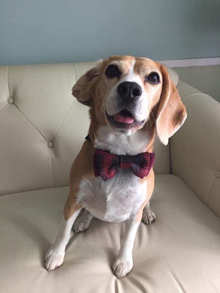 beaglefacts's tweet photo. April 22 is #NationalBeagleDay everywhere! Spread the word and share beagle photos all day long using the hashtag #NationalBeagleDay. 🐶🥳 https://t.co/t7rOCd8UEq