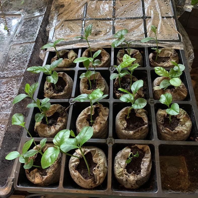 elkhorninn's tweet photo. An update on Our Little #Etrogs! Our 4 Moroccan-Jewish etrogs are still hangin' on our trees 🍋🍋🍋🍋&amp; we have seedlings I managed to grow from last #Sukkot's Israeli #etrog! #Kosher (seed-grown) etrogs are IMPOSSIBLE to get in the USA, so these seedlings are a Very Big Deal!! https://t.co/UgBqZoH4tH