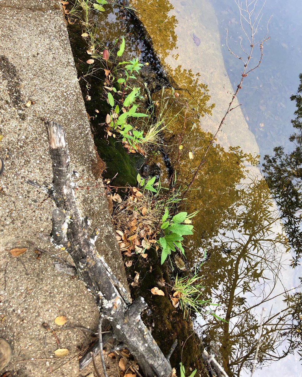 ScienceWithSav's tweet photo. #findthefrog 🐸
If you’re lucky there’s a CA Red-legged Frog in this photo. They’re endangered but can be found in some places where their habitat has been restored or conserved. ❤️🐸❤️ https://t.co/Ro1ST5B5zy