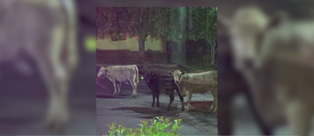 myfox8's tweet photo. Missing cows make stop at Bojangles in Winston-Salem after truck overturns on US 52 https://t.co/JYjAE2loDZ https://t.co/QtWyYQkDTq