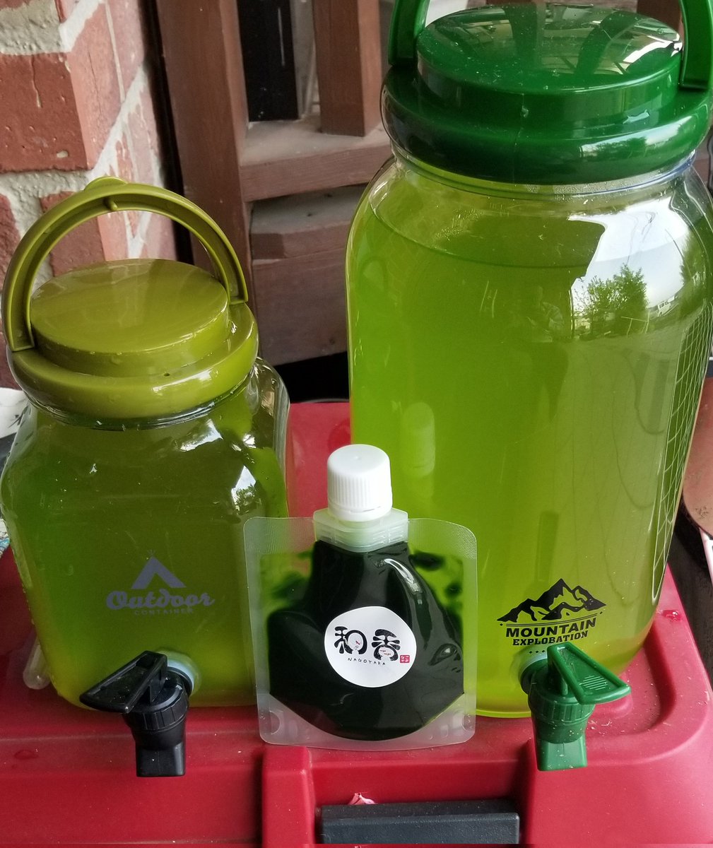 yurufugu's tweet image. 昼は暑いねー😭
今朝出勤前に、ワムシを汲み置きしておいたジャグに投入してきました😁
クロレラも😊

肉眼で白いツブツブはいたけど、ちゃんと培養できるか実験スタートです😳

#和香
#ワムシ