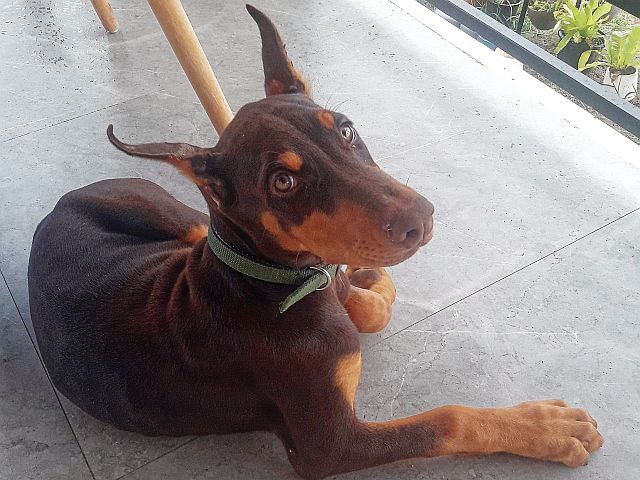 Introducing Coco - The DX Dog!