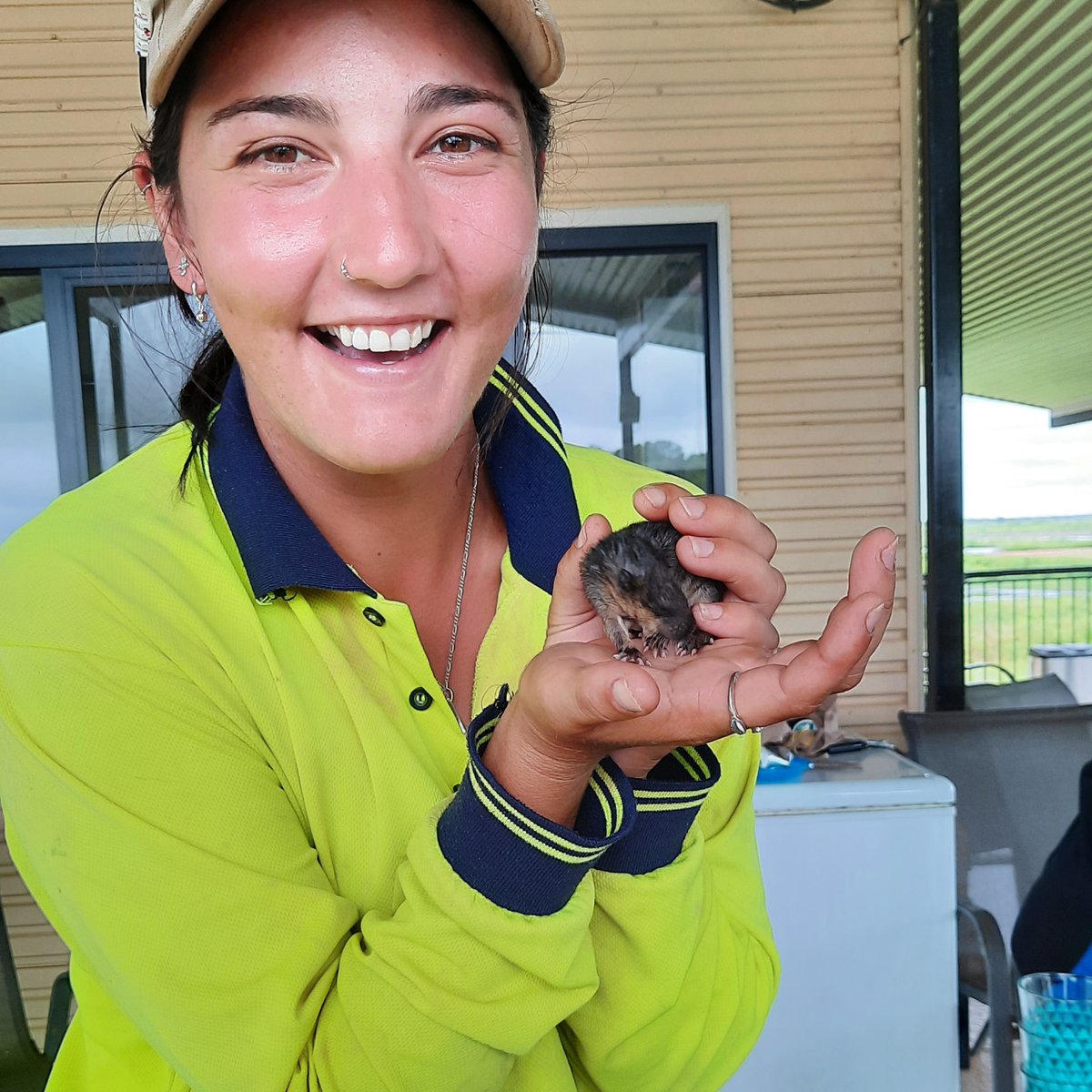 HumptyDooBarra's tweet image. 🥺 These baby Rakali were found by Chloe while moving pipes around the farm. The nest seemed abandoned so these little ones were taken to a carer to look after them.
