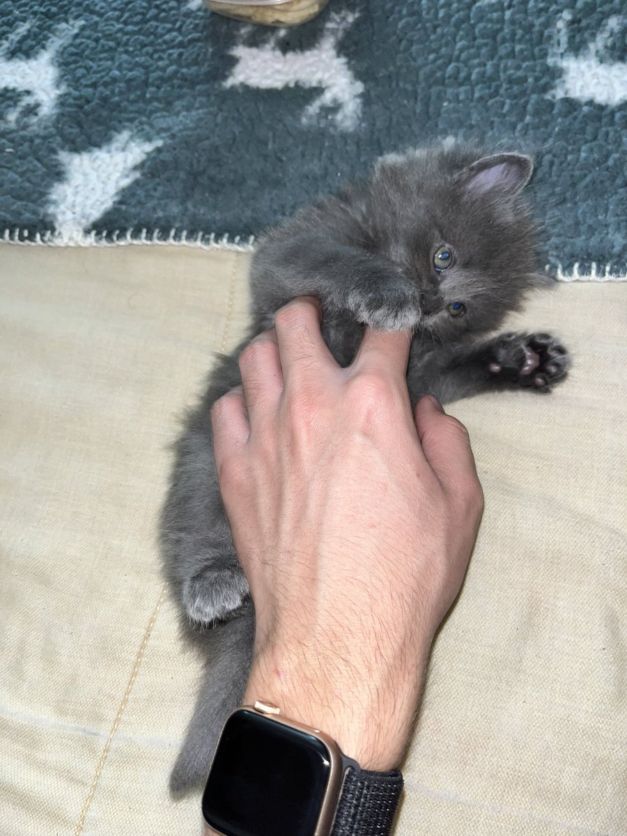 Lightcoast4's tweet photo. #kittens #cat #pet https://t.co/QAxzqR7ySH