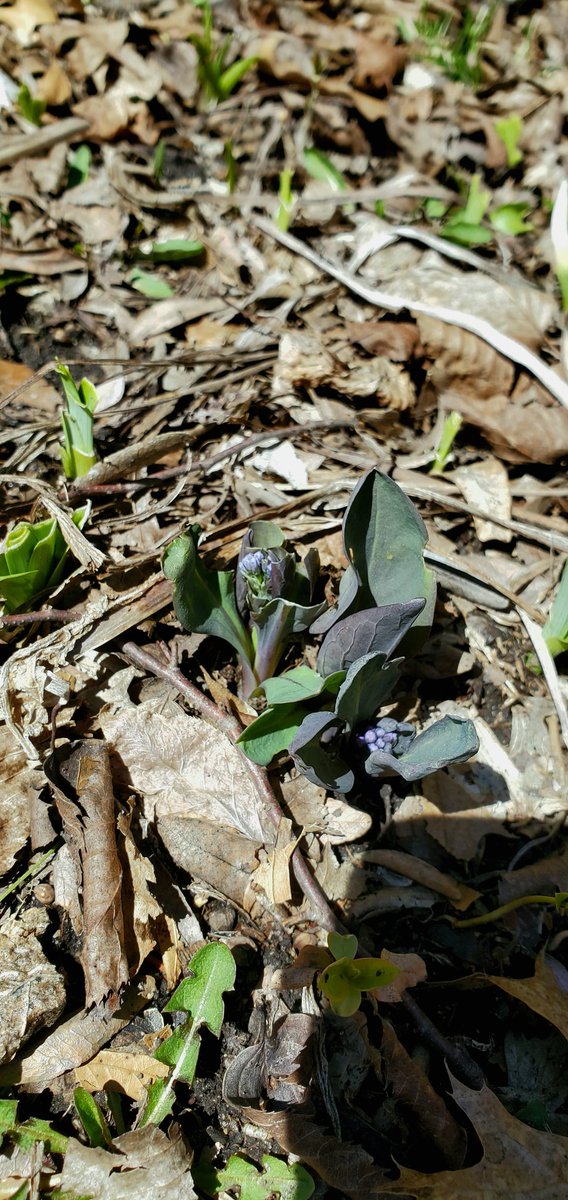 BeGardening's tweet photo. #SpringVibes #grow #nature #garden #April https://t.co/9gggx3AYeT