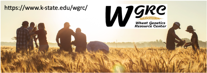 Please RT! We have an open position in Wheat Genomics and Bioinformatics. Join diverse team of researchers to work on the genetics/genomics of wild relatives and develop strategies to leverage the diversity of ancient grains for wheat improvement. careers.k-state.edu/cw/en-us/job/5…