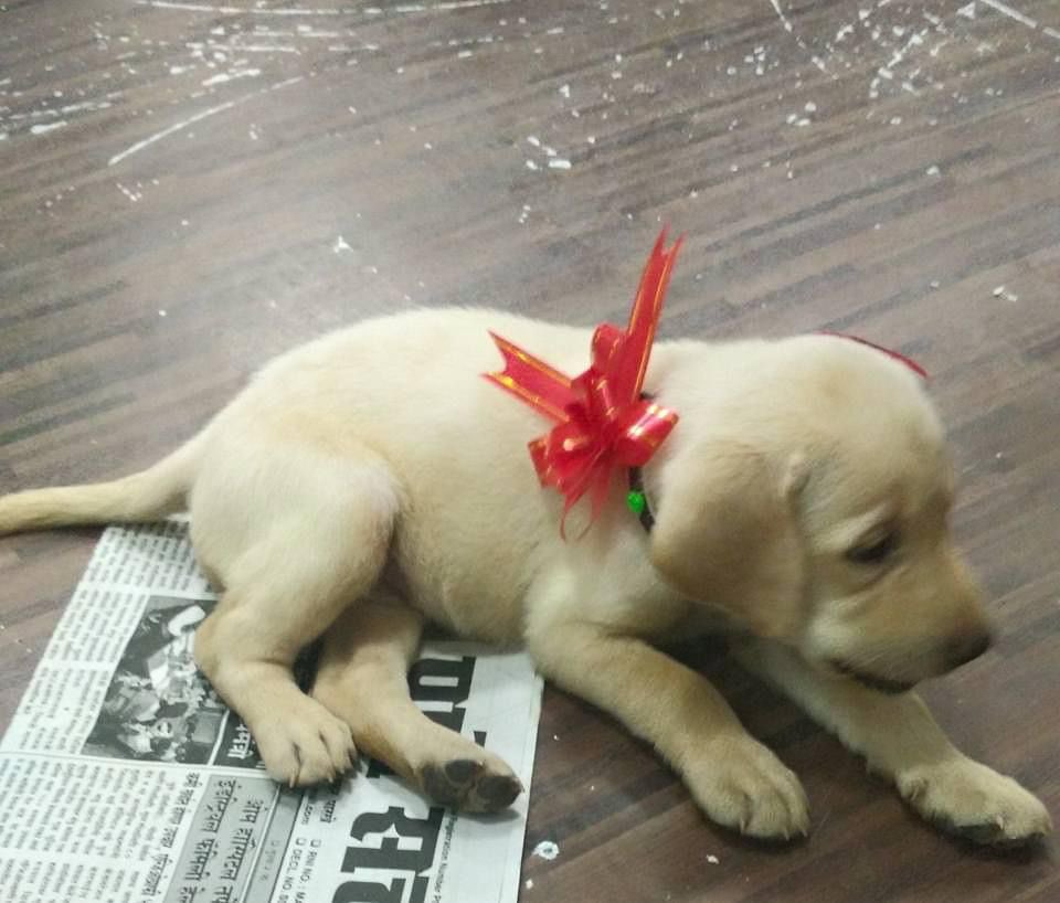 VinamraPandiya's tweet image. 6 yrs ago, this angel came knocking our doors and before we knew - she took over our hearts and became our world #myginger #labs #labradorretriever @dog_rates @dog_feelings @IvePetThatDog