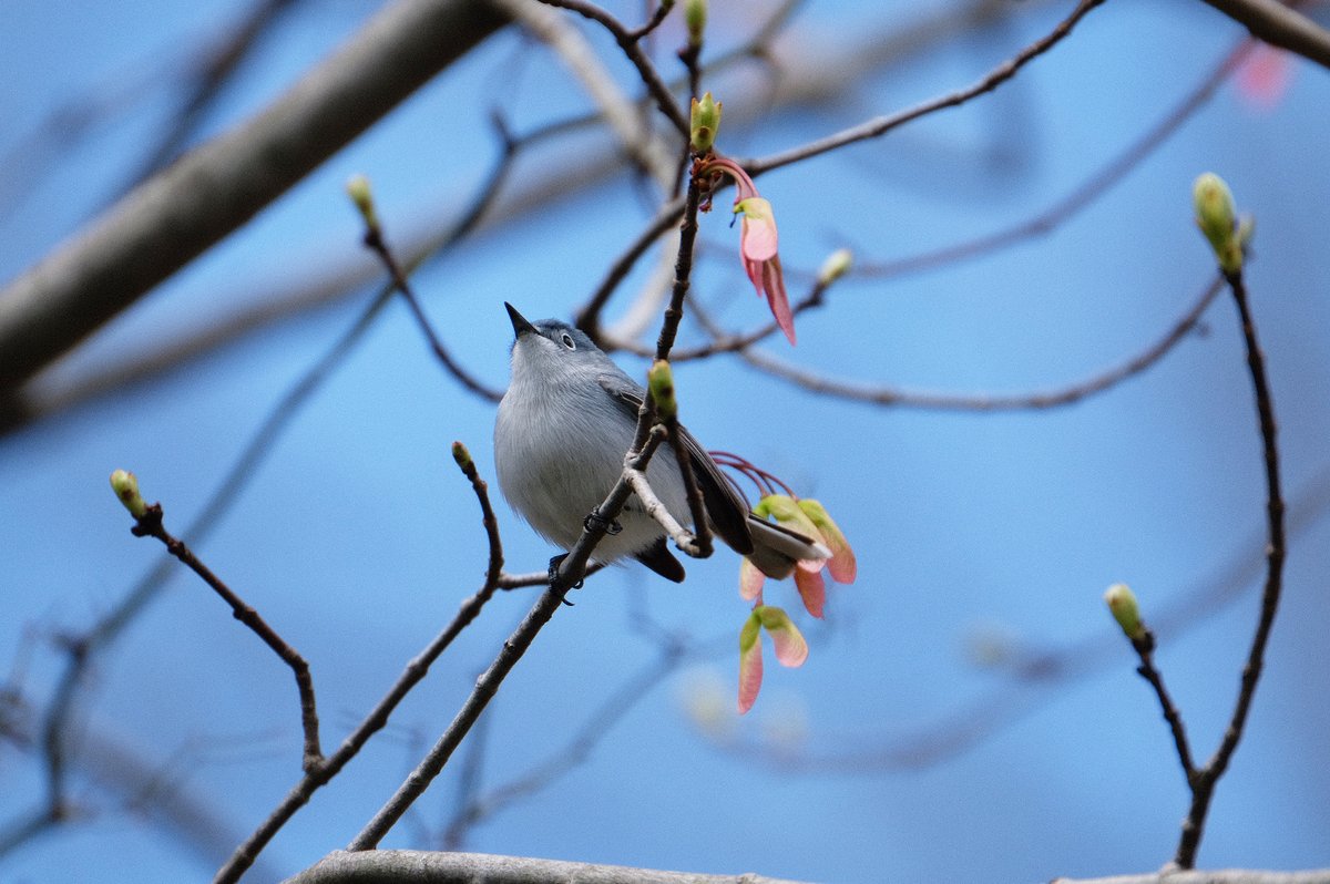 Rgrossma_'s tweet photo. Blue-gray gnatcatcher at the Great Swamp, NJ. 4.17.22

#gnatcatcher #birding #birdwatching #birds #Fujilove #photooftheday #NJBirds #NJ @GreatSwampNJ #NJ #NJAudubon @Team_eBird #eBirdFrontPage https://t.co/r9OKkOyQXF