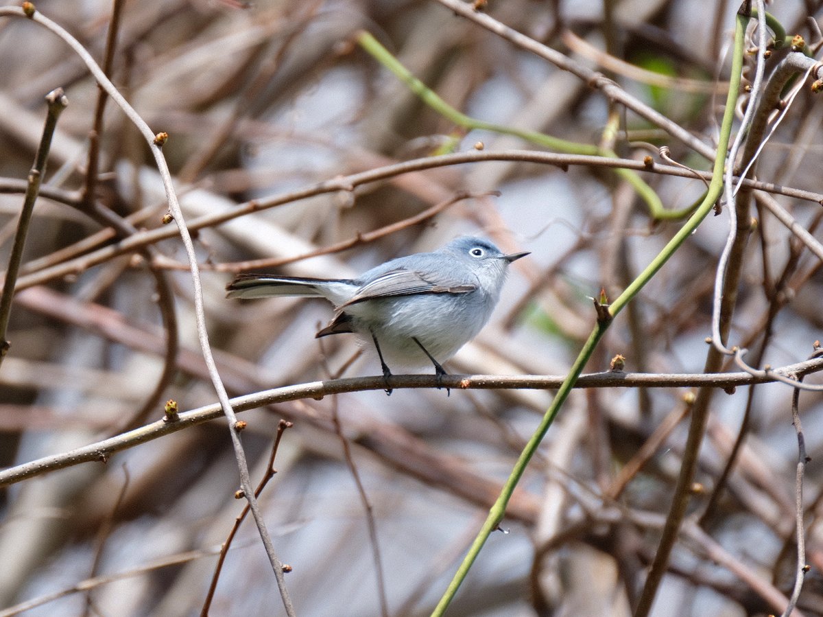 Rgrossma_'s tweet photo. Blue-gray gnatcatcher at the Great Swamp, NJ. 4.17.22

#gnatcatcher #birding #birdwatching #birds #Fujilove #photooftheday #NJBirds #NJ @GreatSwampNJ #NJ #NJAudubon @Team_eBird #eBirdFrontPage https://t.co/r9OKkOyQXF