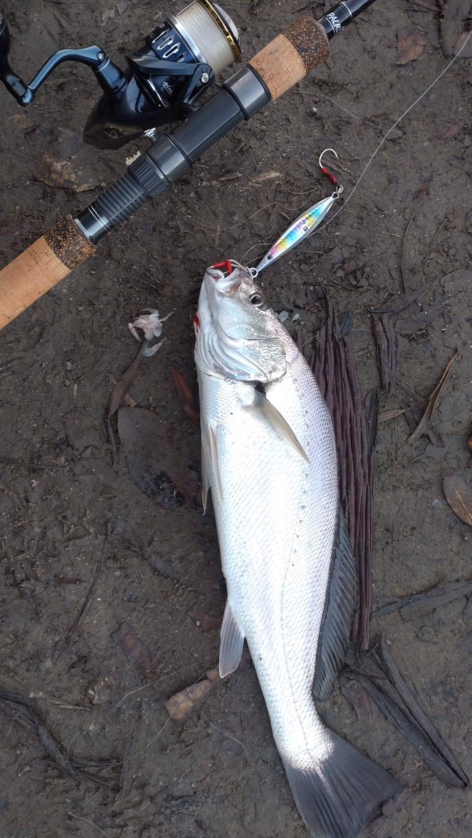 palms_global's tweet photo. Jewie with Slow Blatt cast UP in Sydney, Australia 🇦🇺
Rod: Shore Gun EVOLV 992
Lure: Slow Blatt cast UP 30g Cotton candy color(H-49)
#palmsfishing #jewfish #jewfishing #mulloway #mullowayfishing #shoreslow #shoregunevolv #fishingaustralia #fishingaus #aussiefishing @palms_japan https://t.co/RA4TetVBWF