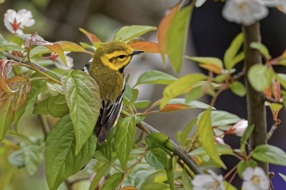 EJ Bartolazo tweet media